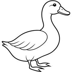 duck isolated on white