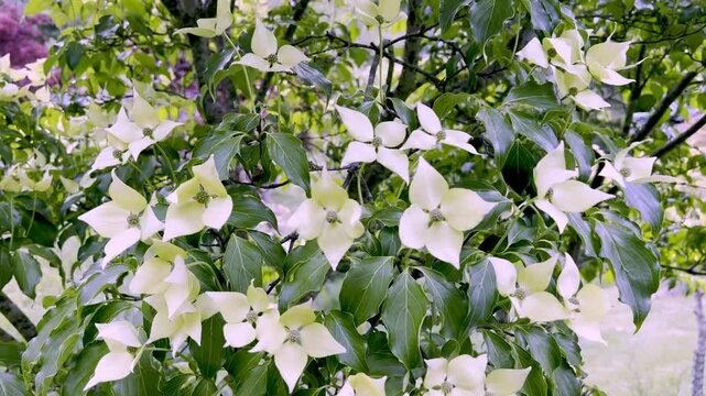 wind blows kousa dogwood blooms,  cornus kousa