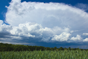 Chmura burzowa nad polem zboża © Piotr