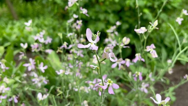 Matthiola flowers grow in a flower garden