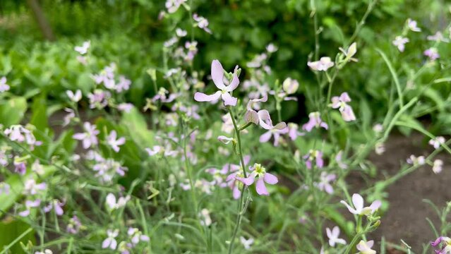 Matthiola flowers grow in a flower garden