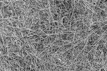 fall gray lying pine needles season background, autumn nature black and white texture of a ground, fallen monochrome pine-needles backdrop