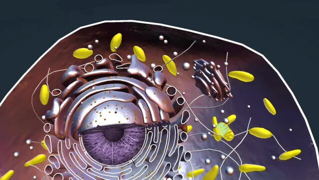 Adrenaline-Beta receptor
