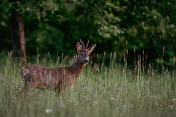 A deer standing in a grassy field with a forest background