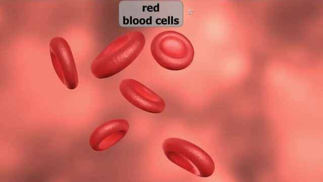 Blood cells
