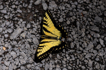butterfly on the ground