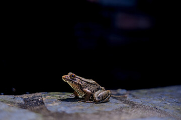 frog on a stone