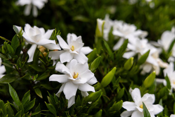 Cape Jasmine Blooming