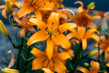 Obraz premium Group of Orange Lilies