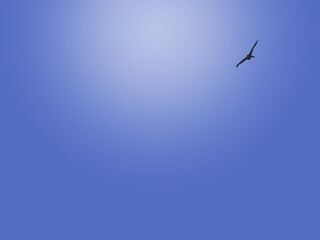 Template bird in the clear sky
