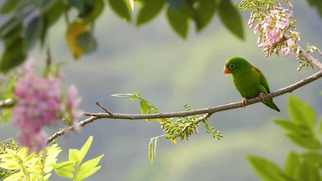 Orange-Chinned Parakeet Perched on a Blooming Branch, Santa Marta, Magdalena, Colombia 