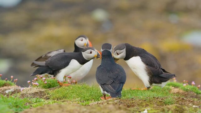 Slomo close up shot of four Puffins interacting in nature, Lunga, Scotland