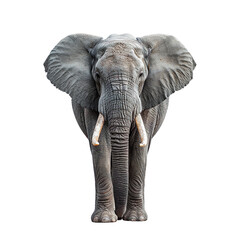 View from front of elephant isolated on white background, transparent background
