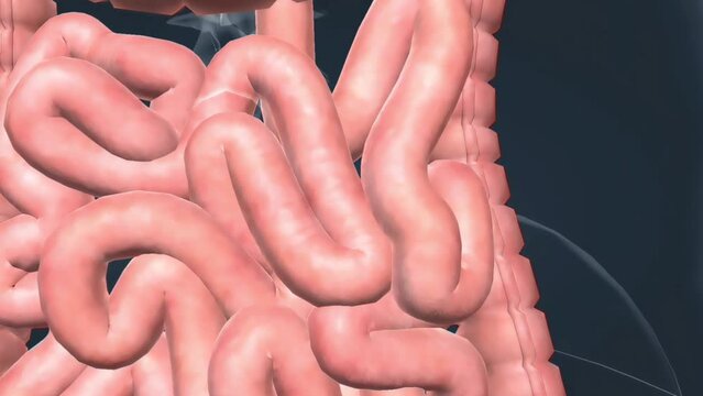Vasoconstriction-alpha receptor
