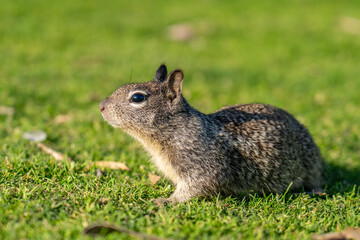 The California ground squirrel (Otospermophilus beecheyi), also known as the Beechey ground squirrel,  Palisades Park, Santa Monica, Los Angeles, California