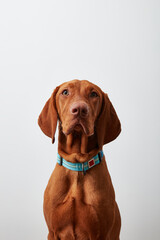 A Portrait Of A Brown Vizsla On A White Background. 