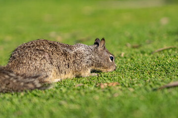 The California ground squirrel (Otospermophilus beecheyi), also known as the Beechey ground squirrel,  Palisades Park, Santa Monica, Los Angeles, California