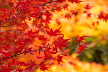 Japanischer Ahorn Japan 