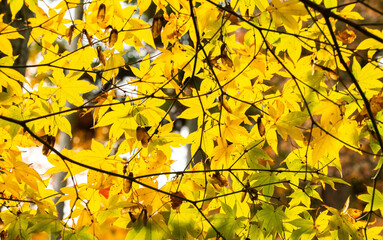 Obraz premium Japanischer Ahorn Japan 