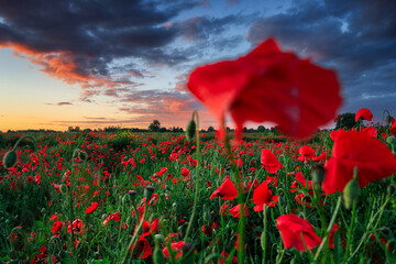 Obraz premium Beautiful meadow with the poppy flowers at sunset, Poland.