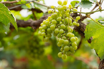 A bunch of grapes hanging from a vine. The grapes are green and are clustered together
