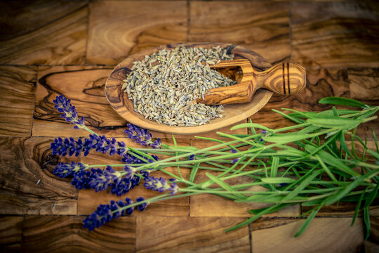 Lavendel Lavendula Augustifolia im heimischen Kr&auml;utergarten