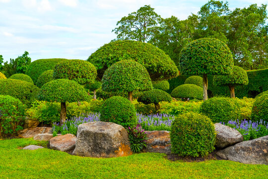 English garden trees bushes trimmed in geometric correct shapes landscape design