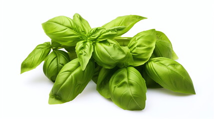 Fototapeta premium basil leaves isolated on white