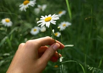 a close photo of a woman's hand touching a daisy