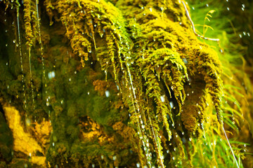 Green moss wall in Iceland with dripping water droplets. Beautiful tropical background at the waterfall. Moss texture with blurred background.