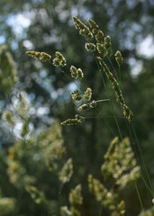 green ears in the field