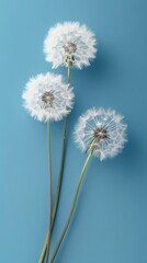 Obraz premium White Dandelions on a Soft Blue Background