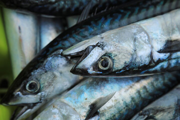 verdel caballa pescado azul fresco en la lonja pescaderia para vender país vasco getaria...