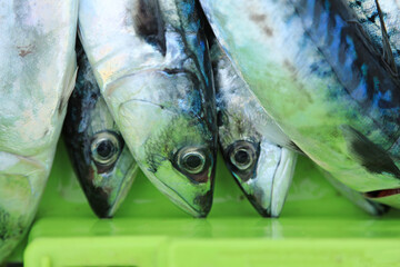 verdel caballa pescado azul fresco en la lonja pescaderia para vender país vasco getaria...
