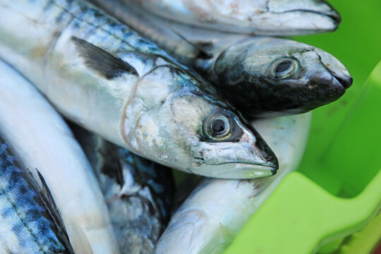 verdel caballa pescado azul fresco en la lonja pescaderia para vender pa&iacute;s vasco getaria 4M0A7798-as24
