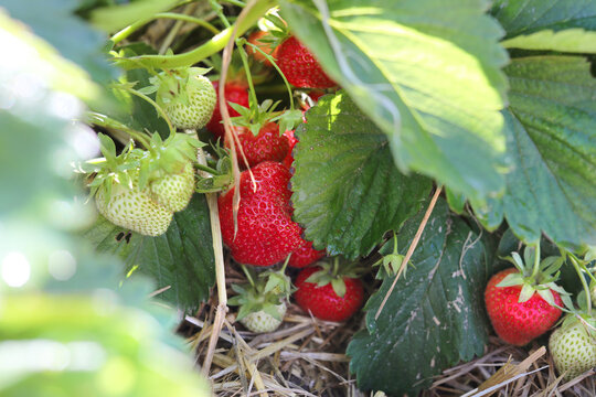 Frische, saftige Erdbeeren &ndash; reife rote und nachwachsende gr&uuml;ne Erdbeeren an den Str&auml;uchern auf dem Erdbeerhof. Deutsche Bio-Erdbeeren direkt vom Feld zum selber ernten.