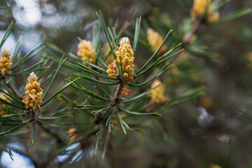 Fototapeta premium Closeup on pine branch with male cone
