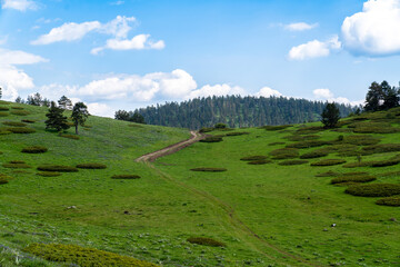 Hilly area with circular shaped juniperus trees. Kizilcahamam, Ankara, Turkey