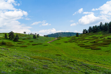 Fototapeta premium Hilly area with circular shaped juniperus trees. Kizilcahamam, Ankara, Turkey