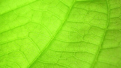 In this close-up marvel, the leaf's intricate network of veins is a testament to nature's artistry. Bathed in soft light, its vibrant green hue radiates with captivating intensity. Green background.
