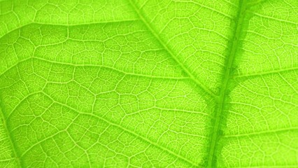 Captured in exquisite detail, this macro shot unveils the verdant beauty of a single leaf. Its intricate veins sprawl like delicate rivers, illuminated by the soft caress of light. Green background.
