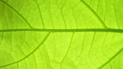 A captivating close-up unveils the hidden world within a leaf. Vibrant green hues pop as delicate veins weave an intricate tapestry, showcasing nature's breathtaking complexity. Green leaf background.