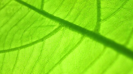 Zoom in unveils the intricate network of veins adorning a leaf, a testament to its resilience and vitality. The vibrant green palette whispers of nature's artistry and abundance. Green background.
