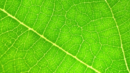 In the spotlight, a verdant leaf unveils its intricate network of veins, a testament to nature's...