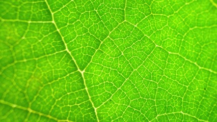 A mesmerizing close-up reveals a lush green leaf, illuminated by radiant light. Delicate veins sprawl across its surface, forming an intricate web of nature's design. Green leaf background.

