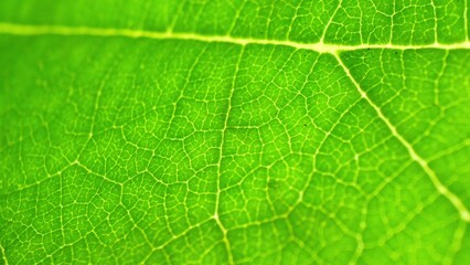 Zoom in on a green leaf, the eye is captivated by its intricate veins, intricately woven like a delicate web, showcasing the leaf's natural beauty and complexity. Nature background.  
