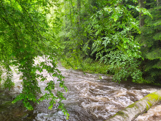 stream in the woods