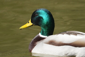 mallard in a pond