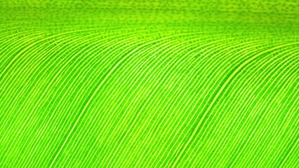 Witness nature's artistry in the close-up of a banana leaf, where delicate veins form a mesmerizing pattern. Each detail tells a story of growth and resilience. Green leaf background.
