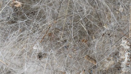 Magnified, a medley of house dust, human hair, and feline fur entwines. A microcosm of disorder, fine strands weave through debris, epitomizing the intricacies of household detritus. Dust background.
